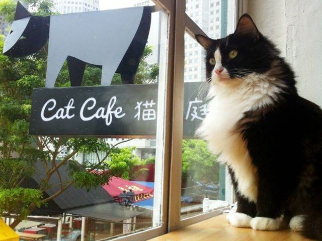 042114catcafe.jpg