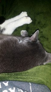 10806485_761066357315074_1611853416470125545_n