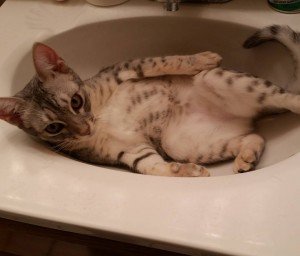 11934562_1709904509232191_2670484810742019159_o